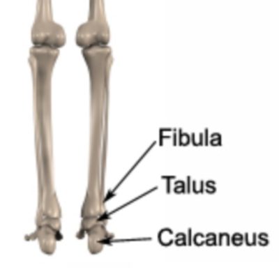 Bones of the Ankle (Fibula Talus Calcaneus)