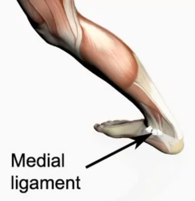 Relevant Anatomy for a Medial Ligament of the Ankle Sprain