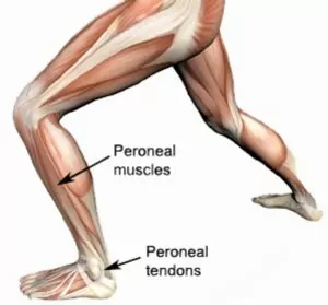 Relevant Anatomy for Peroneal Tendonitis