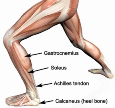 Relevant Anatomy for a Calf Cramp