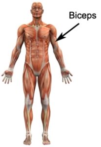 Biceps anatomy