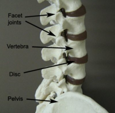Lower Back Pain Diagnosis - Facet Joint Anatomy