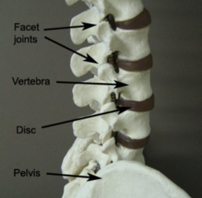 Relevant Anatomy for a Facet Joint Sprain