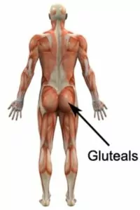 Right gluteus maximus