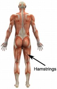 Hamstrings Anatomy