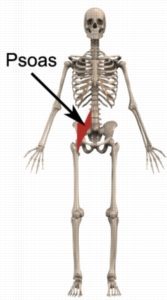 The Hip Flexor Muscles (Psoas)
