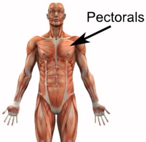 Bent-Over Chest Stretch, Chest Stretch, Pectoralis Major, Pectoralis  Muscles and more