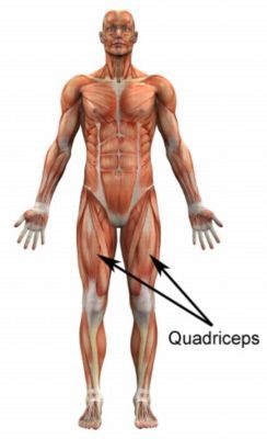 Relevant Anatomy for a Quadriceps Contusion
