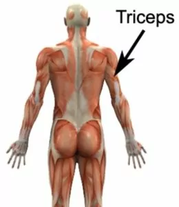 Triceps Brachii: Stretches