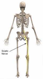 Back Injury Causes - Sciatic Nerve Anatomy