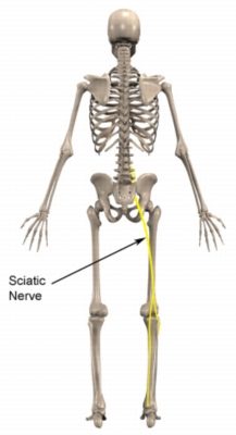 Sciatic Nerve Anatomy