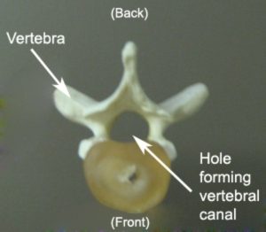 Vertebral Anatomy