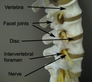 lumbar foramen