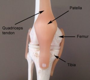 Relevant Anatomy for Patellofemoral Pain Syndrome