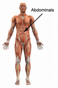 Rectus abdominis online stretch