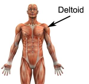 deltoid stretch