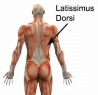 Relevant Anatomy for Latissimus Dorsi Strengthening Exercises