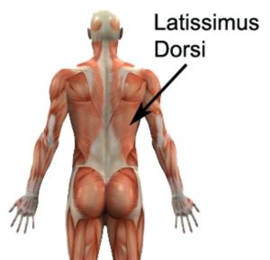 Relevant Anatomy for Latissimus Dorsi Stretches