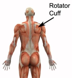 Relevant Anatomy for Rotator Cuff Stretches