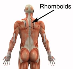 Relevant Anatomy for Rhomboid Stretches