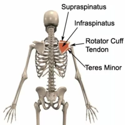 Rotator Cuff Anatomy - showing supraspinatus, infraspinatus, teres minor 