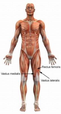Relevant Anatomy for a Quadriceps Strain