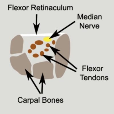 Carpal Tunnel Anatomy