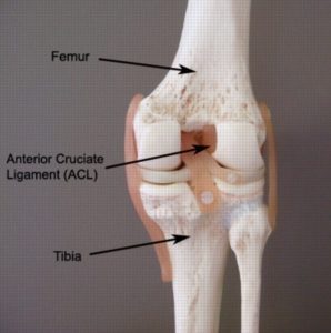 The Knee and ACL