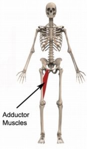 Groin Strain Anatomy