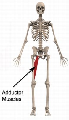 Groin Strain (Adductor Strain) Causes, Symptoms & Treatment