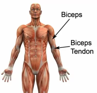 Relevant Anatomy for a Bicep Strain 
