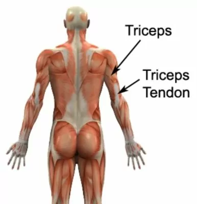 Relevant Anatomy for Triceps Tendonitis