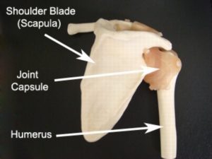 Shoulder anatomy for a dislocated shoulder