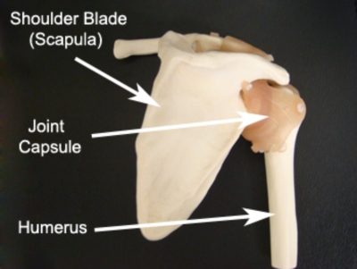 Shoulder Anatomy for Shoulder Instability