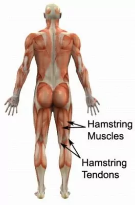 Lower hamstring tendonitis – Causes, symptoms, treatment, and