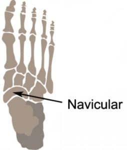 Navicular Anatomy