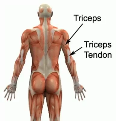 Power muscles of the male arm: deltoid (1), triceps brachii long (2)