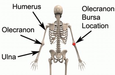 Relevant Anatomy for Olecranon Bursitis