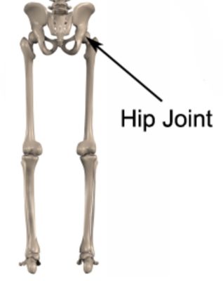 Hip Joint Anatomy for femoroacetabular impingement