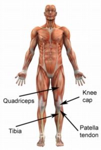 Less Common Knee Injuries - Patellar Tendon Anatomy