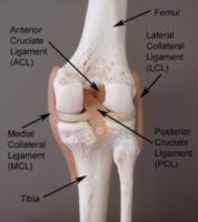 Knee Pain - PCL tear anatomy