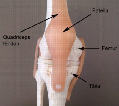 Relevant Anatomy for a Patellar Fracture