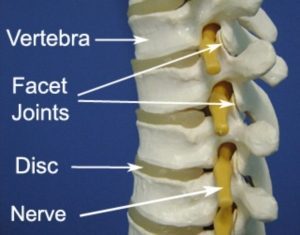 Anatomy of the Thoracic Vertebrae