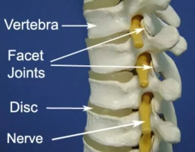 Upper Back and Chest Pain Diagnosis Guide - Facet Joint Anatomy