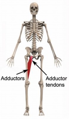 Anatomy for Adductor Tendonitis