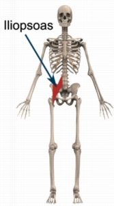 Relevant Anatomy for Hip Flexor Strengthening Exercises