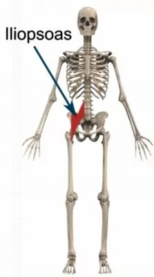 Anatomy of a Hip Flexor Strain