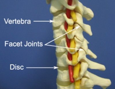 Head & Neck Pain - Disc & Facet Joint Anatomy