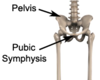 Anatomy of Osteitis Pubis