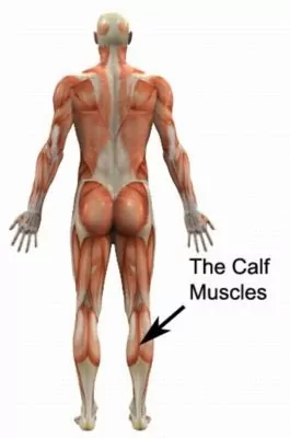 anterior compartment stretch